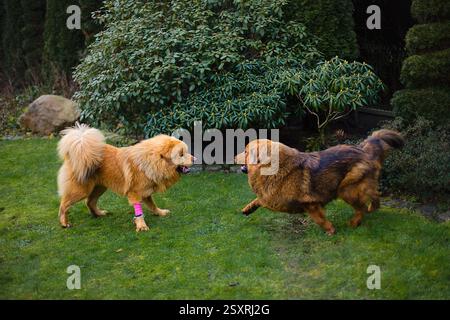 Due giovani cani mastino tibetani, dorati e rossi, si inseguono felicemente sull'erba, giocando al caldo sole. Foto Stock
