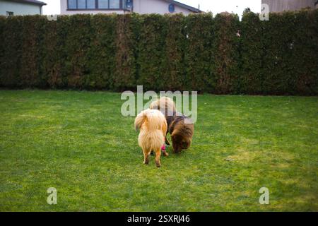 Le femmine Mastino tibetano dorate e rosse corrono e giocano felicemente insieme sull'erba, mostrando la loro profonda connessione. Foto Stock