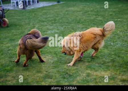 Femmine Mastiff tibetane, dorate e rosse, che corrono liberamente in un cortile soleggiato, celebrando il loro forte legame. Foto Stock