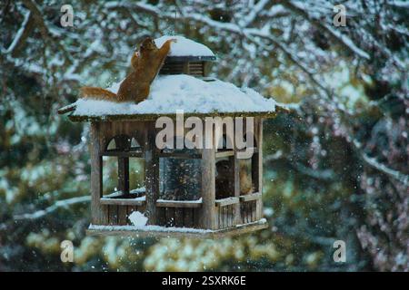 Due scoiattoli rossi su un alimentatore di uccelli in inverno che sembrano aver combattuto con la palla di neve Foto Stock