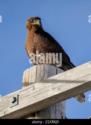 Il falco di Swainson è arroccato su un palo di legno intemprato, guardando intensamente con i suoi occhi affilati contro un cielo blu limpido Foto Stock