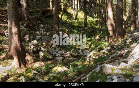 Lussureggianti felci verdi che crescono tra gli alti alberi in una fitta foresta, creando un ambiente boschivo sereno e naturale. La luce solare soffusa filtra attraverso il tettuccio Foto Stock
