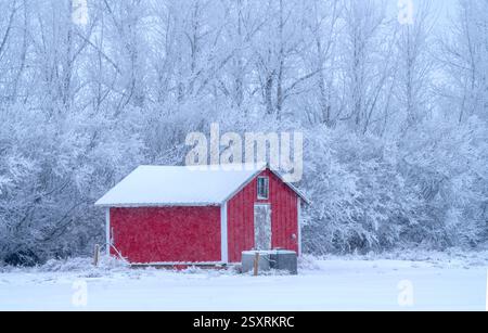 Piccolo fienile rosso in un campo innevato durante l'inverno, circondato da alberi ricoperti di gelo Foto Stock