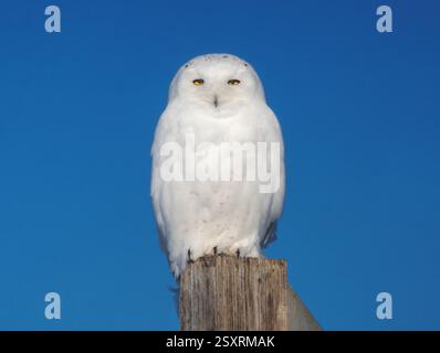 Maestoso gufo innevato arroccato su un palo di legno contro un vivace cielo blu Foto Stock