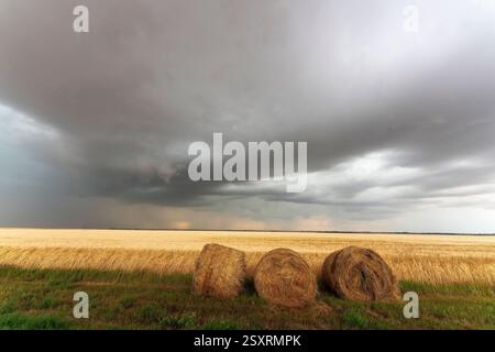 Le balle di fieno rotonde si trovano in un campo con nuvole di tempesta che si radunano in lontananza Foto Stock