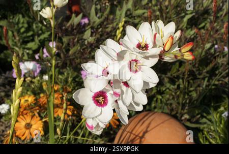 Fiore estivo primaverile Ixia maculata o giglio di mais africano maculato nel giardino e design architettonico del paesaggio. Foto Stock