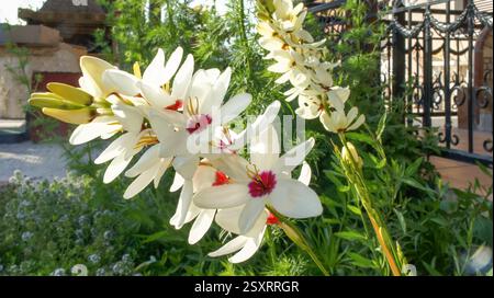 Fiore estivo primaverile Ixia maculata o giglio di mais africano maculato nel giardino e design architettonico del paesaggio Foto Stock