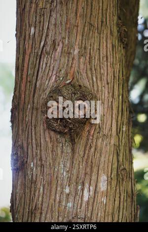 Un tronco d'albero con un nodo che sembra un gufo. Foto Stock