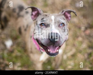 Un cane da leopardo Catahoula ha un cane di razza mista con eterocromia settoriale agli occhi Foto Stock