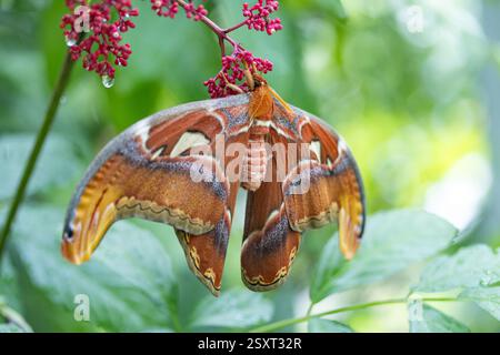 Atlas Moth (Attacus atlas) in natura tropicale Foto Stock