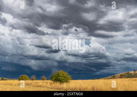 Tempeste serali che attraversano la campagna di Blayney, nel centro-ovest del nuovo Galles del Sud, Australia. Foto Stock