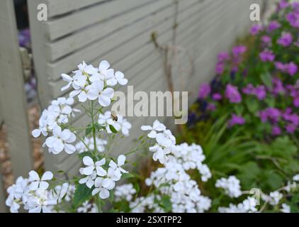 Fiori bianchi e api nel giardino illuminato dal sole. Foto Stock
