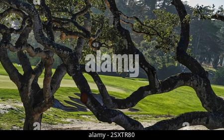 Seaside, California, USA 5 dicembre, 2024 Vista generale sul 5° green del campo BlackHorse presso il Bayonet Black Horse Golf Club, Seaside, Monterey Peninsula, CA., USA Foto Stock