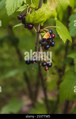 Un primo piano di ribes neri maturi appesi a un cespuglio verde, crogiolandosi nella calda luce estiva. Le foglie vibranti incorniciano i grappoli di bacche scure, Foto Stock