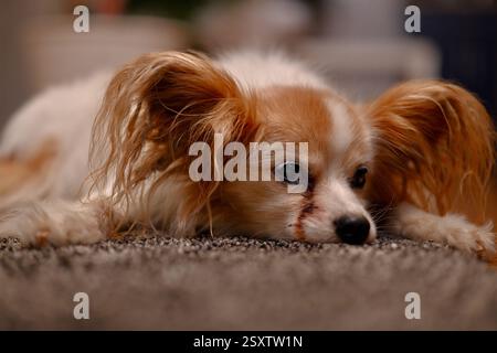 Il vecchio cane papillon giace sul tappeto Foto Stock