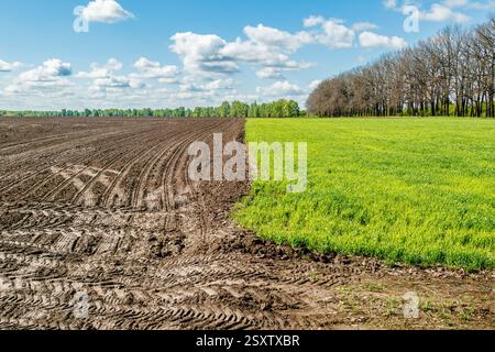 Un contrasto sorprendente tra un terreno scuro arato fresco e un lussureggiante campo di coltura verde, che simboleggia l'agricoltura e l'agricoltura stagionale. Foto Stock