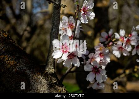Almond Blossoms su North Ripon Road, California Foto Stock