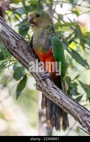 Pappagallo reale australiano arroccato sull'albero Foto Stock