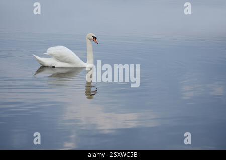 Serena scena di un cigno bianco con riflessi sul calmo lago blu Foto Stock