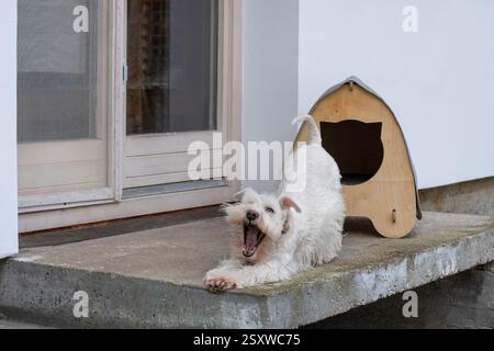 Soffice schnauzer bianco che si allunga e sbadiglia di fronte a una casa per animali domestici Foto Stock