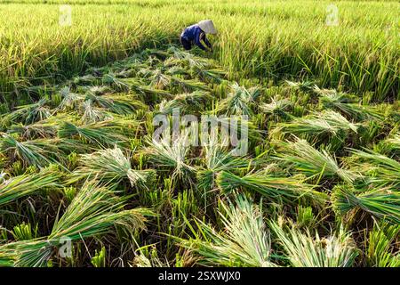 Una donna del posto che indossa un cappello conico raccoglie riso nella valle di mai Chau, mai Châu, mentre le paniche di riso si trovano a terra. Foto Stock