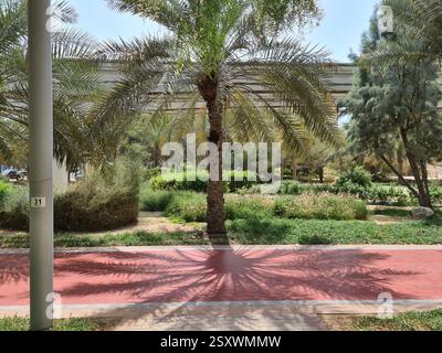 Vista orizzontale di un'ombra di palme su un percorso di corsa rosso a Palm Jumeirah, Dubai, Emirati Arabi Uniti Foto Stock