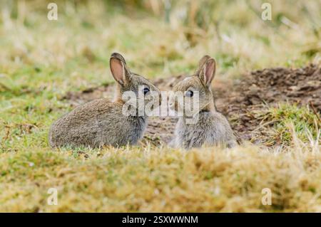 Conigli europei Oryctolagus cuniculus, giovani seduti all'ingresso della tana, Contea di Durham, Inghilterra, Regno Unito, aprile. Foto Stock