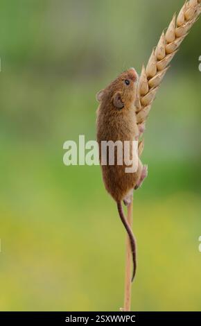 Mietitura del topo Micromys minutus, arrampicata sul fusto di frumento. Prigioniero. Devon Wildlife Centre, Inghilterra, Regno Unito, giugno. Foto Stock