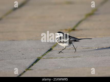 Pied wagtail Motacilla alba yarrellii, running on Town pavement, Cleveland, Inghilterra, Regno Unito, gennaio. Foto Stock
