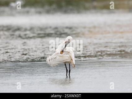 Cucchiaio eurasiatico Platalea leucorodia, preparazione per adulti, in piscina poco profonda. Norfolk, Inghilterra, Regno Unito, luglio. Foto Stock
