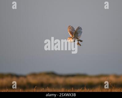 Barn owl Tyto alba, in volo trasportando un'uccisione di ole, sole del tardo pomeriggio, Teesmouth, Cleveland, Inghilterra, Regno Unito, agosto. Foto Stock