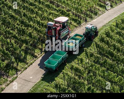 Vista aerea dei macchinari e dei contenitori per la vendemmia su strada tra filari di viti in un vigneto soleggiato Foto Stock
