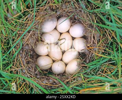 Anatra di Mallard (Anas platyrhynchos). Nido con frizione nell'erba. Germania Foto Stock