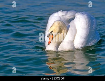 Mute Swan (Cygnus olor). COB busking con collo ricurvo posteriore e ali parzialmente sollevate, un display di minaccia. Lago di Costanza, Germania Foto Stock