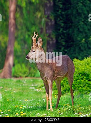 Capriolo (Capreolus capreolus). Buck si trova su un prato fiorito in primavera. Vienna, Austria Foto Stock