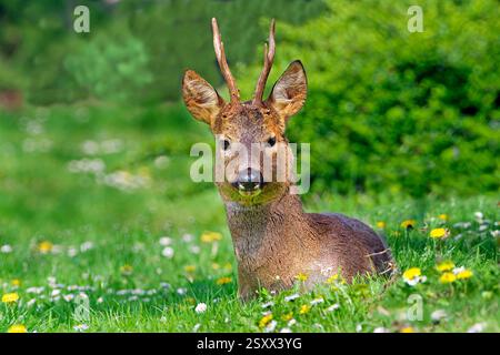 Capriolo (Capreolus capreolus). Buck giace su un prato fiorito in primavera. Vienna, Austria Foto Stock