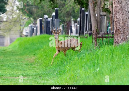 Capriolo (Capreolus capreolus). Giovane buck al cimitero centrale di Vienna. Vienna, Austria Foto Stock