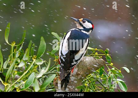 Picchio maculato (Picoides Major, Dendrocopos Major). Maschio su un ramo con un errore nel soffiatore sn. Germania Foto Stock