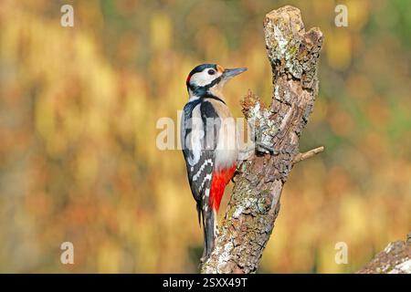 Grande picchio maculato (Picoides Major, Dendrocopos Major) sul ramo secco di un albero di pera all'inizio della primavera. Germania Foto Stock