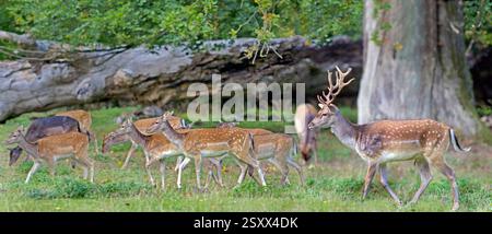 Daino (Dama dama). Buck and Does camminando attraverso la foresta di querce di Ivenak, Meclemburgo-Pomerania occidentale, Germania Foto Stock