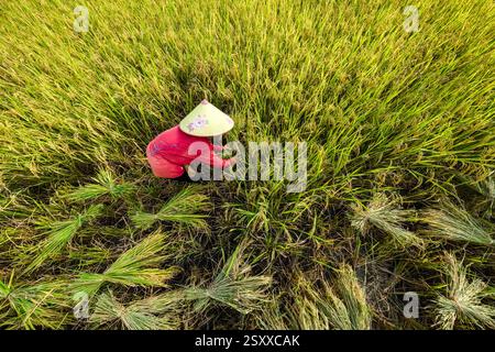 Veduta aerea di una donna locale che indossa un cappello conico che raccoglie riso nella valle di mai Chau, mai ChÃu, le paniche di riso si trovano a terra. Mai C Foto Stock