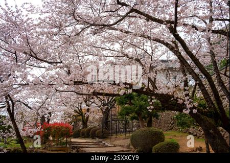 Vista della splendida fioritura dei ciliegi durante la stagione primaverile nel giardino all'interno del castello di Himeji, Hyōgo, Giappone. Foto Stock