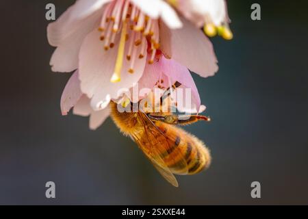 Ape all'interno di un fiore di ciliegio che raccoglie nettare Foto Stock
