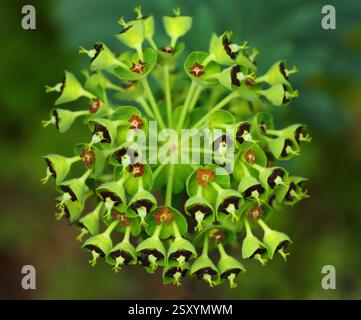 Primavera. Sintra, Portogallo. Fiori primaverili selvatici. Euphorbia characias - il Mediterraneo è in fiore. Profondità di campo ridotta selettiva. Primo piano. Foto Stock