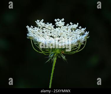Daucus carota - i nomi comuni sono carote selvatiche, carote selvatiche europee, nido d'uccello, pizzo vescovile, pianta di stuzzicadenti e pizzo della regina Anna. Piena fioritura. Foto Stock