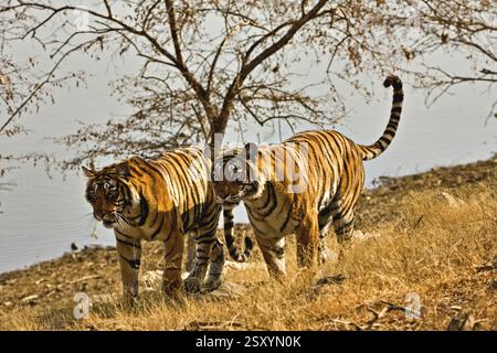 tigri panthera tigri tigri in movimento nella foresta secca decidua, nel parco nazionale di Ranthambore, Rajasthan, India, Asia Foto Stock