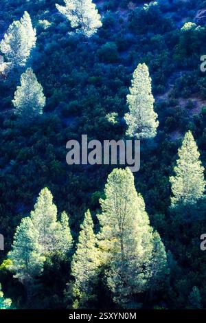 Foresta con molti alberi e pochi cespugli. Gli alberi sono verdi e i cespugli sono marroni Foto Stock