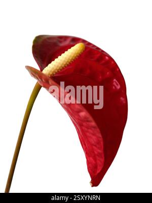 Natura morta di un Anthurium rosso - Aracae. Comunemente noto come Laceleaf, fioretto di coda o fiore di fenicottero. Isolato su bianco. Focalizzazione selettiva sulla spadix. Foto Stock