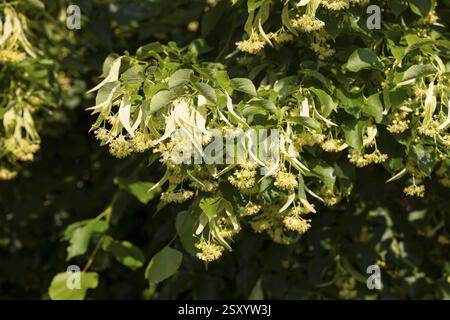 Fioriture del tiglio invernale (Tilia cordata), fiori di tiglio, Sassonia, Germania, Europa Foto Stock