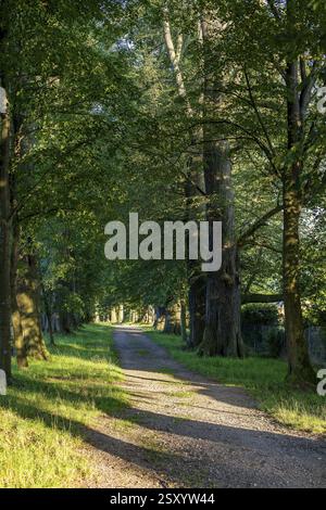 Monumento naturale Linden-Allee, Schuetzenallee o Schiesshausallee, con tigli estivi (Tilia platyphyllos), tigli invernali (Tilia cordata) e. Foto Stock
